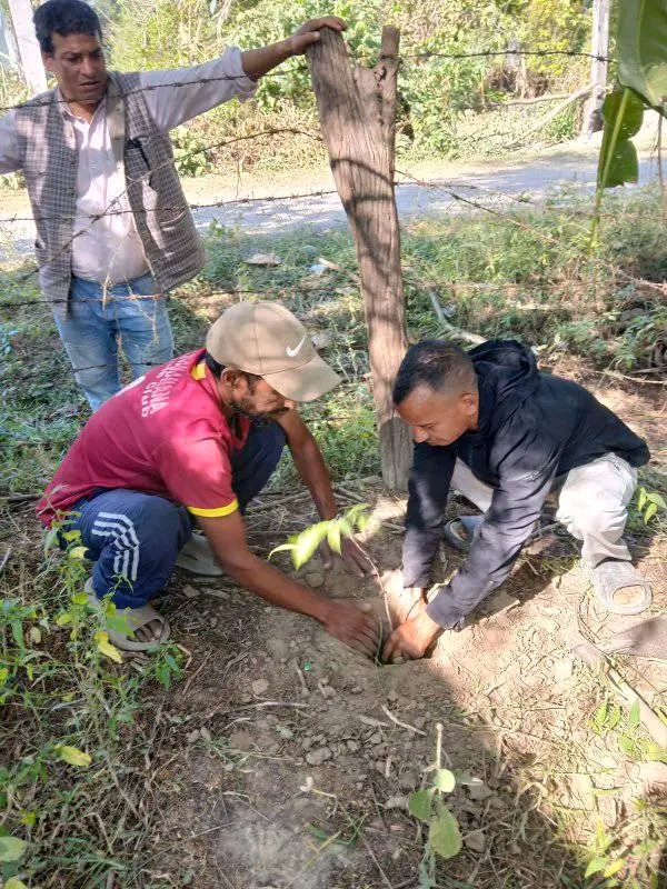 Agarwood Plantation Program image